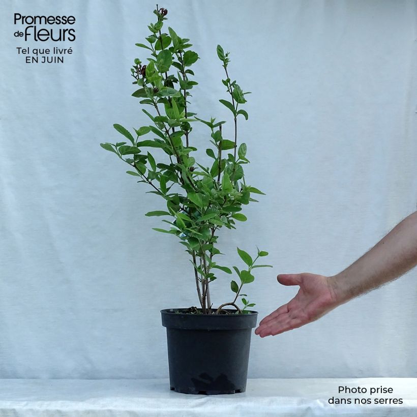 Ejemplar de Calycanthus floridus - Árbol de las anémonas Maceta 4L/5L entregado en verano