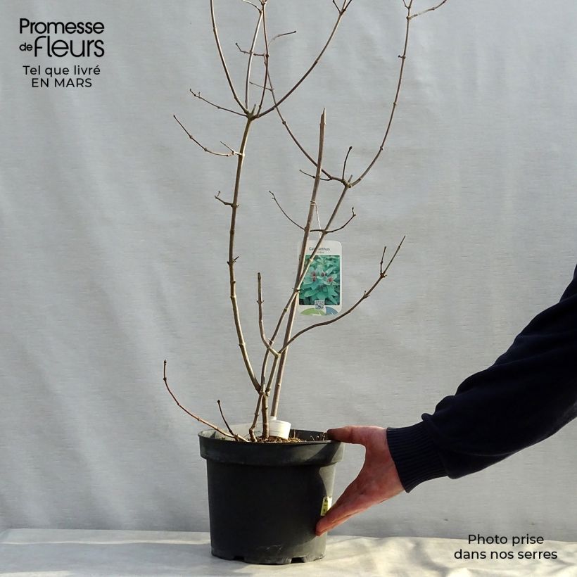 Calycanthus floridus - Árbol de las anémonas Maceta 4L/5L Ejemplar entregado en la primavera