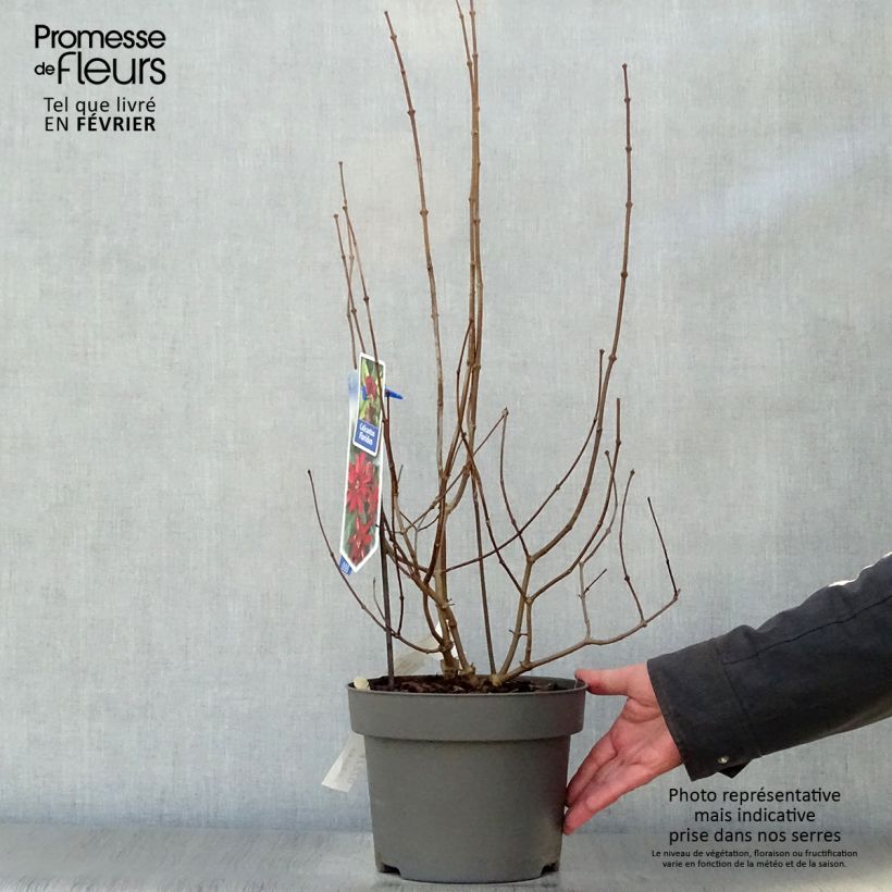 Calycanthus floridus - Árbol de las anémonas Maceta 4L/5L Ejemplar entregado en invierno