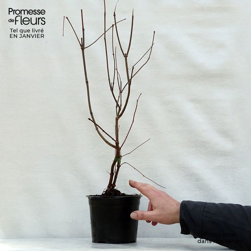 Calycanthus floridus - Árbol de las anémonas Maceta 2L/3L Ejemplar entregado en invierno