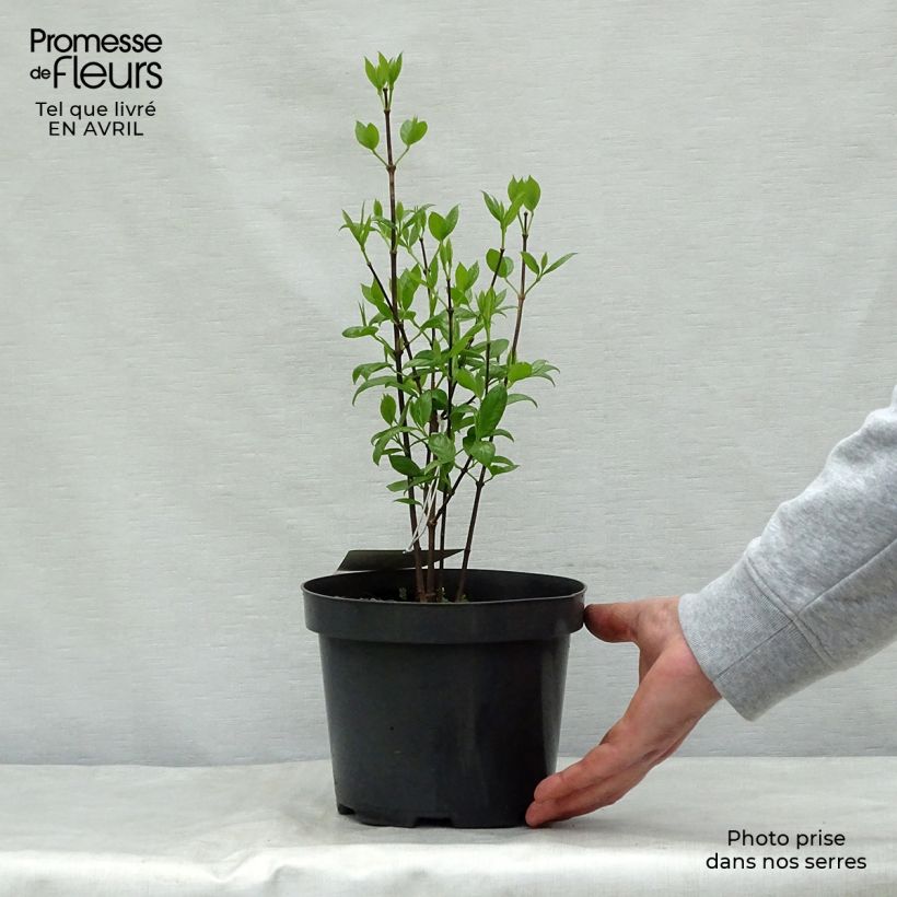 Calycanthus floridus - Árbol de las anémonas Maceta 2L/3L Ejemplar entregado en la primavera