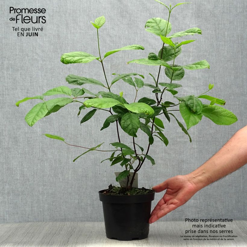 Ejemplar de Calycanthus floridus - Árbol de las anémonas Maceta 2L/3L entregado en verano