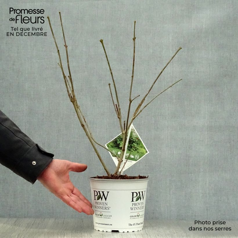 Calycanthus raulstonii Aphrodite - Árbol de las anémonas Maceta 2L/3L Ejemplar entregado en invierno