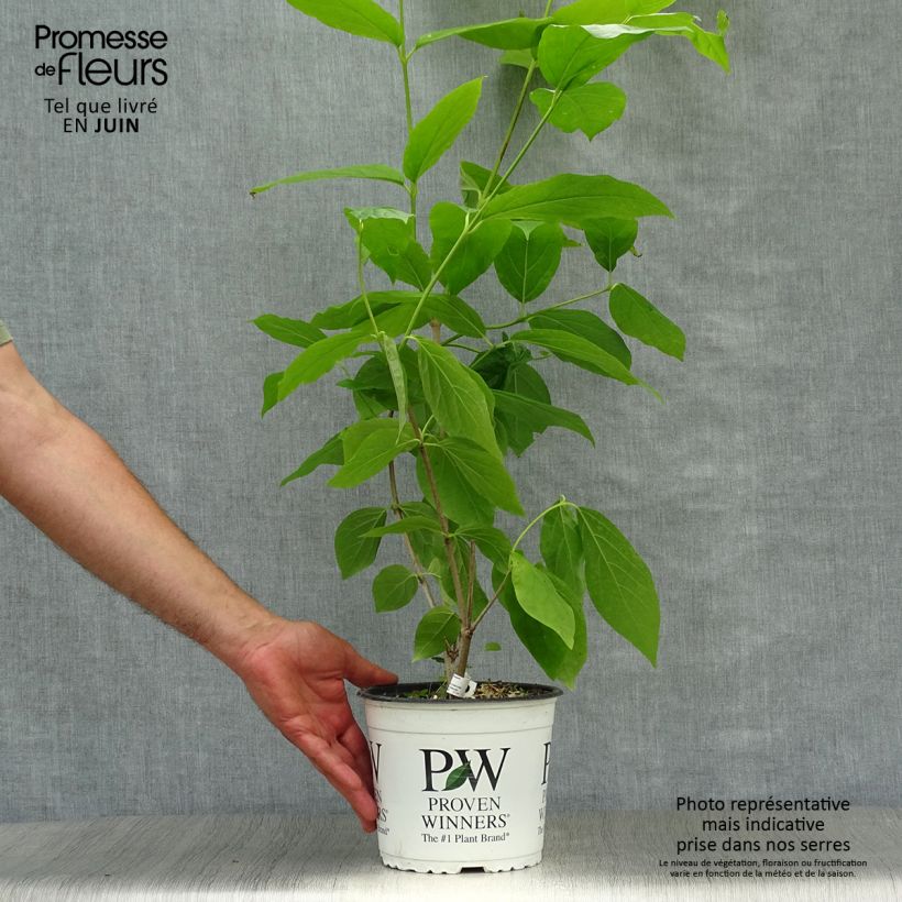 Ejemplar de Calycanthus raulstonii Aphrodite - Árbol de las anémonas Maceta 2L/3L entregado en verano