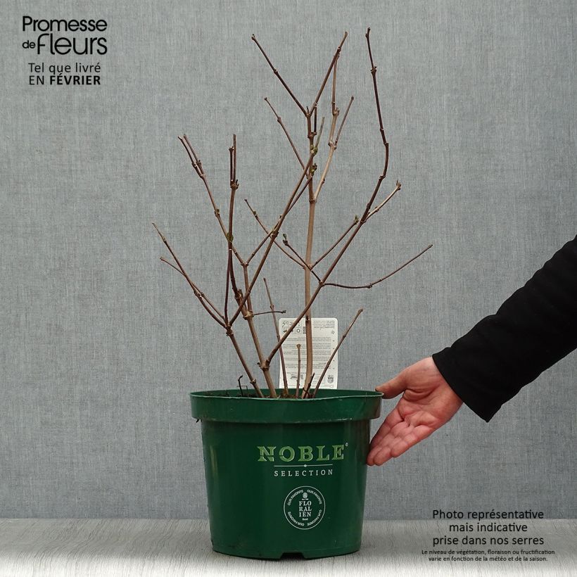 Calycanthus raulstonii Hartlage Wine - Árbol de las anémonas Maceta 7,5L/10L Ejemplar entregado en invierno