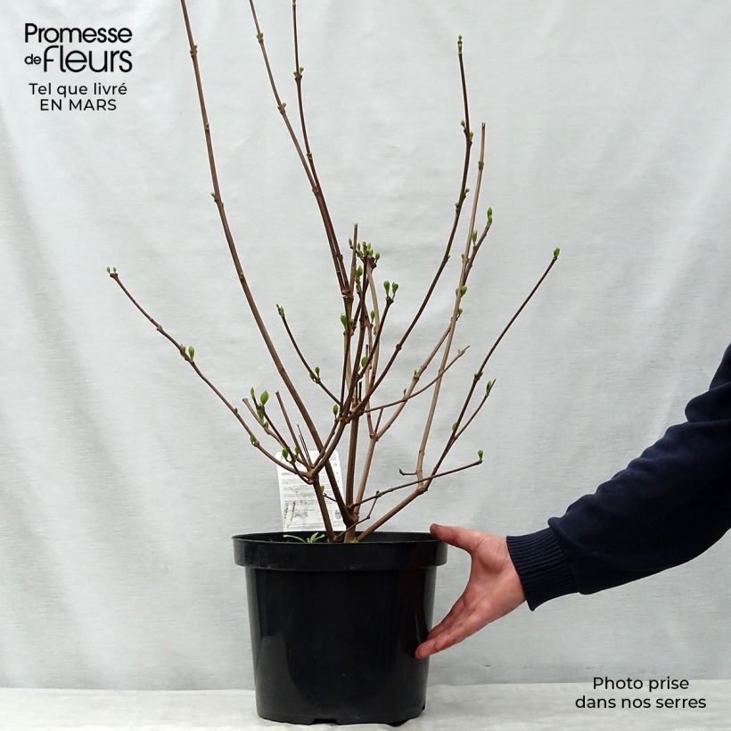 Calycanthus raulstonii Hartlage Wine - Árbol de las anémonas Maceta 7,5L/10L Ejemplar entregado en la primavera