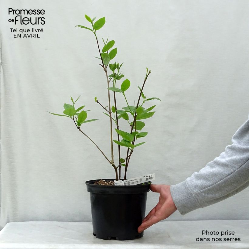 Calycanthus raulstonii Hartlage Wine - Árbol de las anémonas Maceta 3L/4L Ejemplar entregado en la primavera