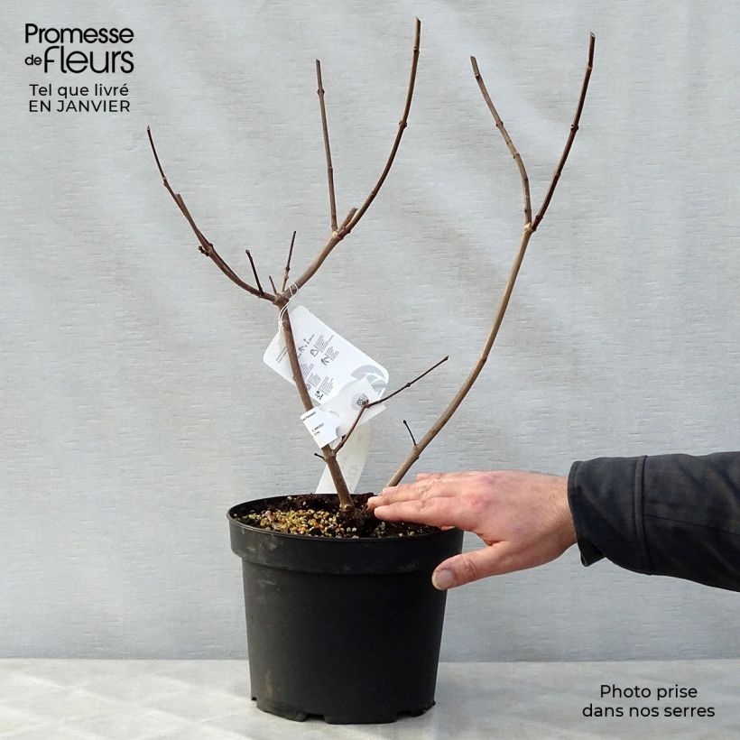 Calycanthus raulstonii Hartlage Wine - Árbol de las anémonas Maceta 3L/4L Ejemplar entregado en invierno