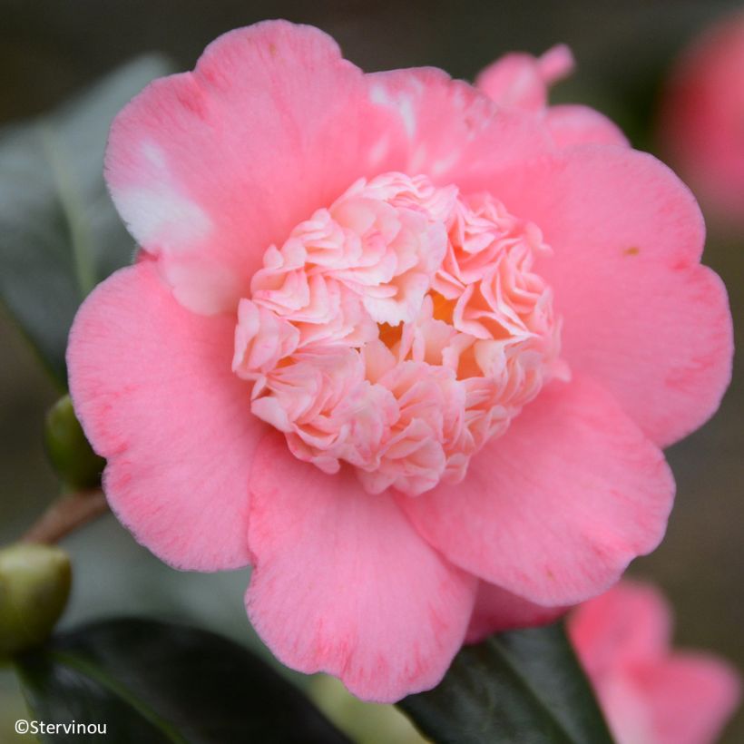Camellia japonica Baby Sis Pink (Floración)