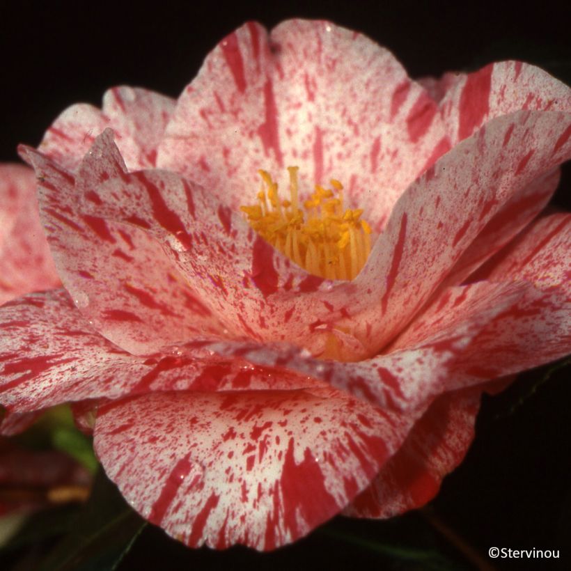 Camellia japonica Betty Foy Sanders  (Floración)