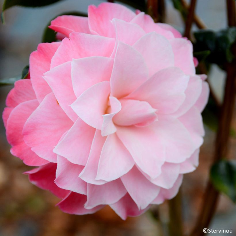 Camélia Buttons N Bows - Camellia x williamsii (Floración)