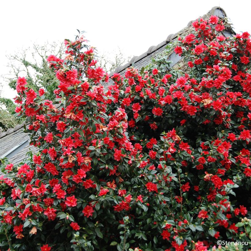 Camellia williamsii Freedom Bell (Porte)