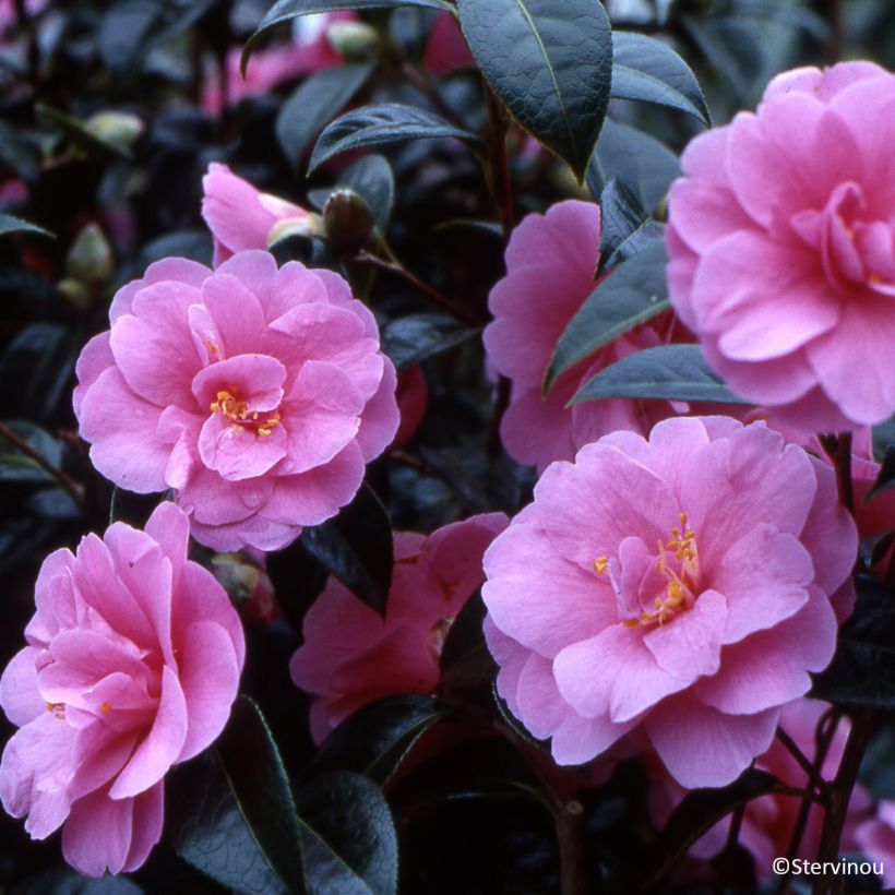 Camellia reticulata Inspiration (Floración)
