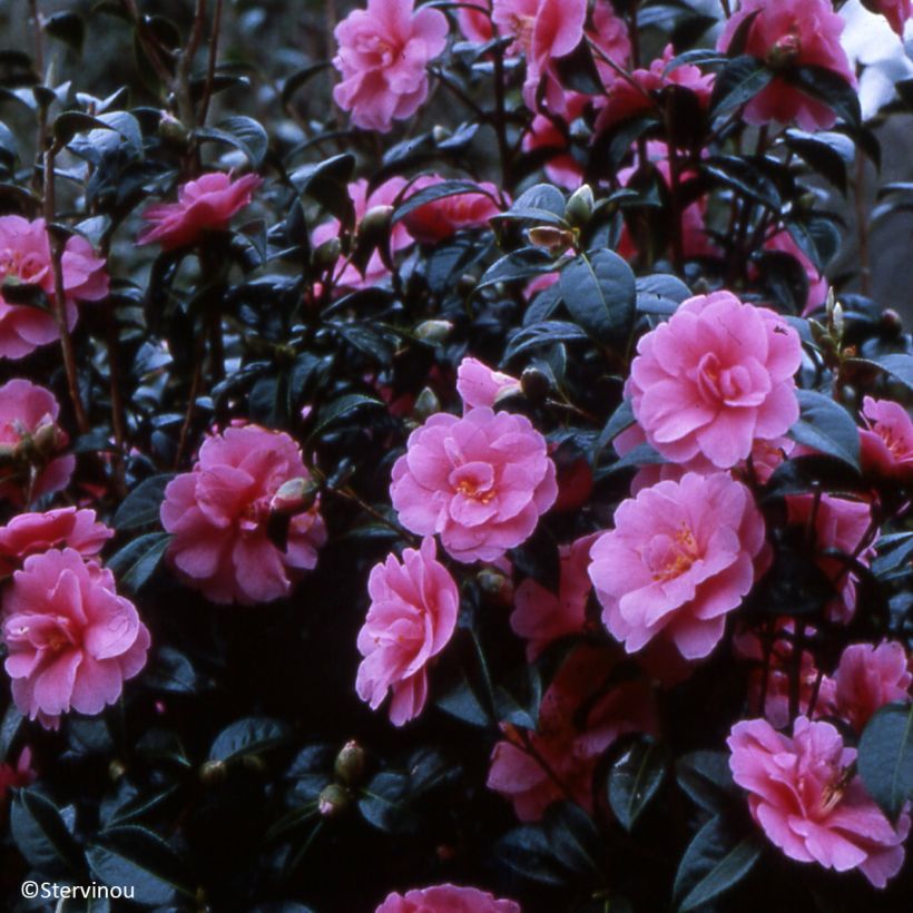Camellia reticulata Inspiration (Porte)