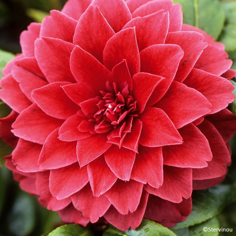 Camellia japonica Manuroa Road (Floración)