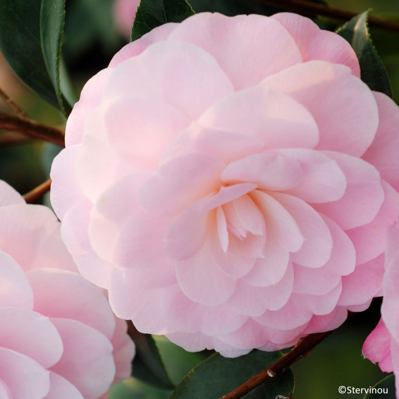 Camellia williamsii Mimosa Jury (Floración)