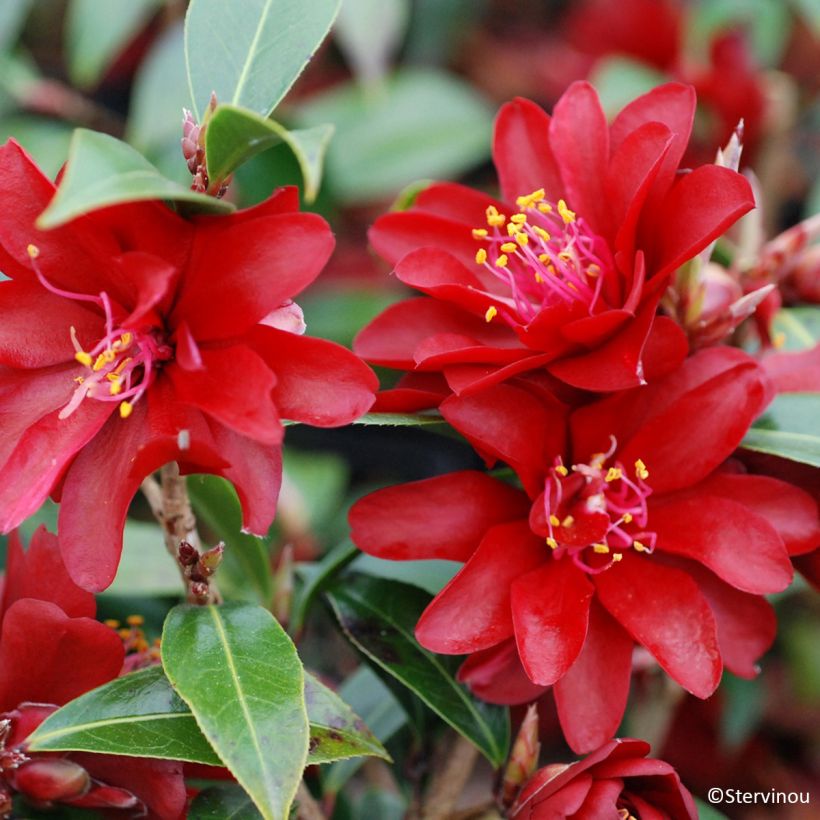 Camellia williamsii Night Rider (Floración)