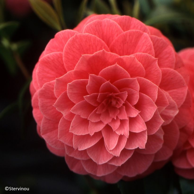 Camellia japonica Spring Formal (Floración)