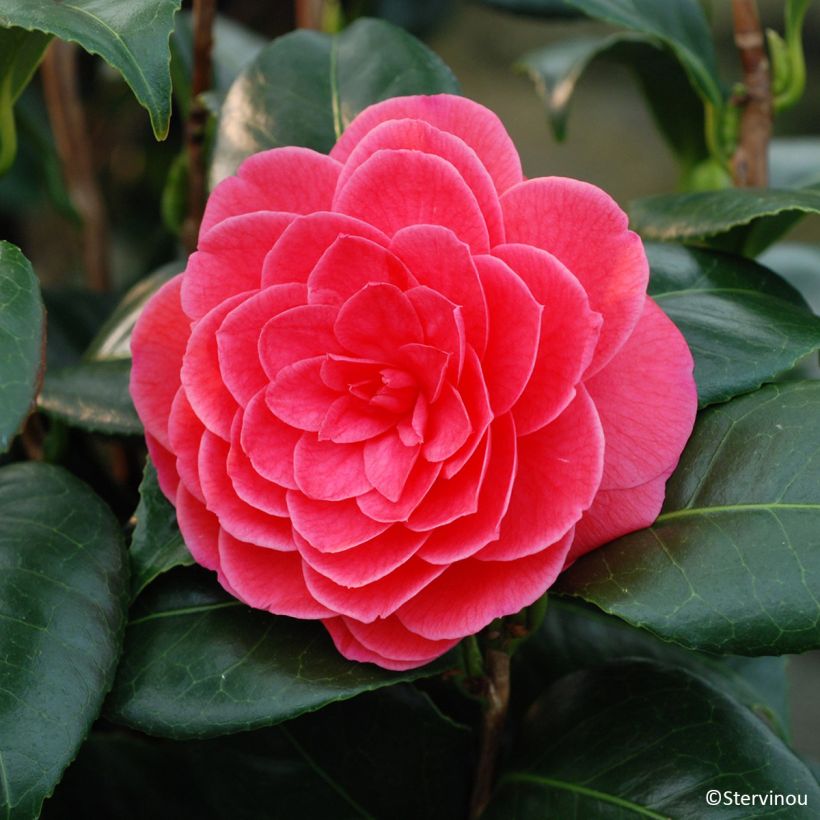 Camellia japonica Tada Meibi (Floración)