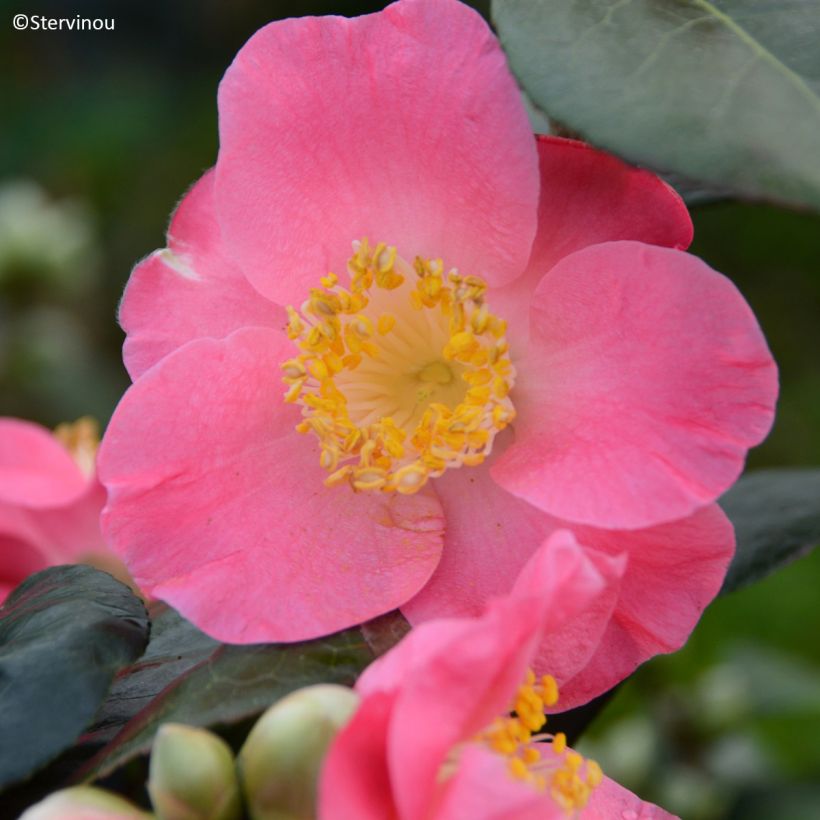 Camellia japonica Ville du Havre (Floración)