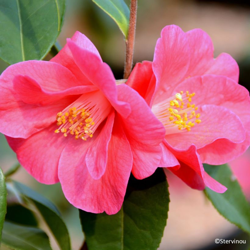 Camellia reticulata Crimson Candles (Floración)