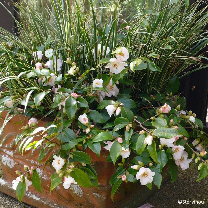 Camellia lutchuensis Quintessence (Porte)