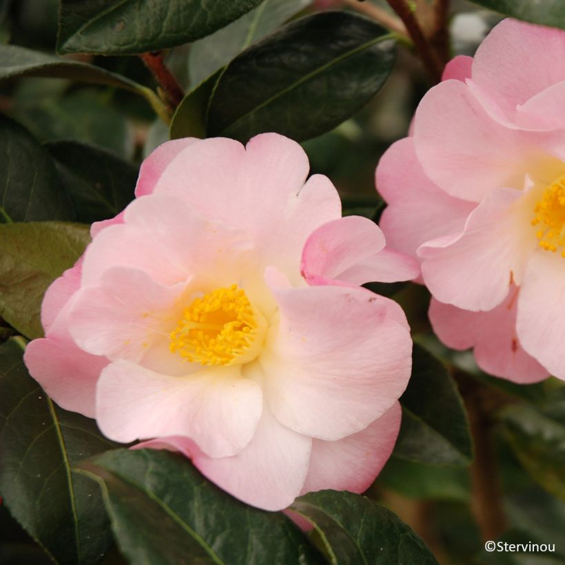 Camellia Nicky Crisp (Floración)