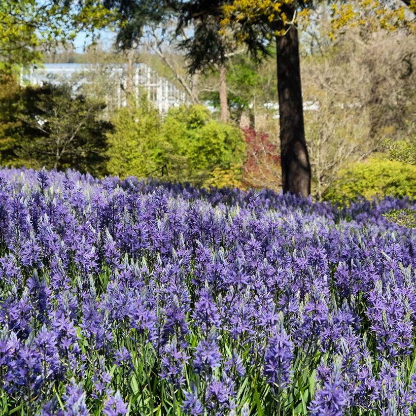 Camassia quamash Blue Melody (Porte)