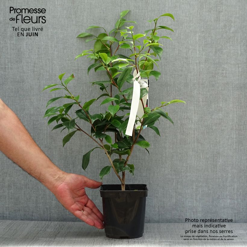 Ejemplar de Camellia japonica Blood of China Maceta 2L/3L entregado en verano