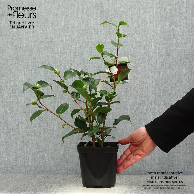 Camellia japonica Blood of China Maceta 2L/3L Ejemplar entregado en invierno