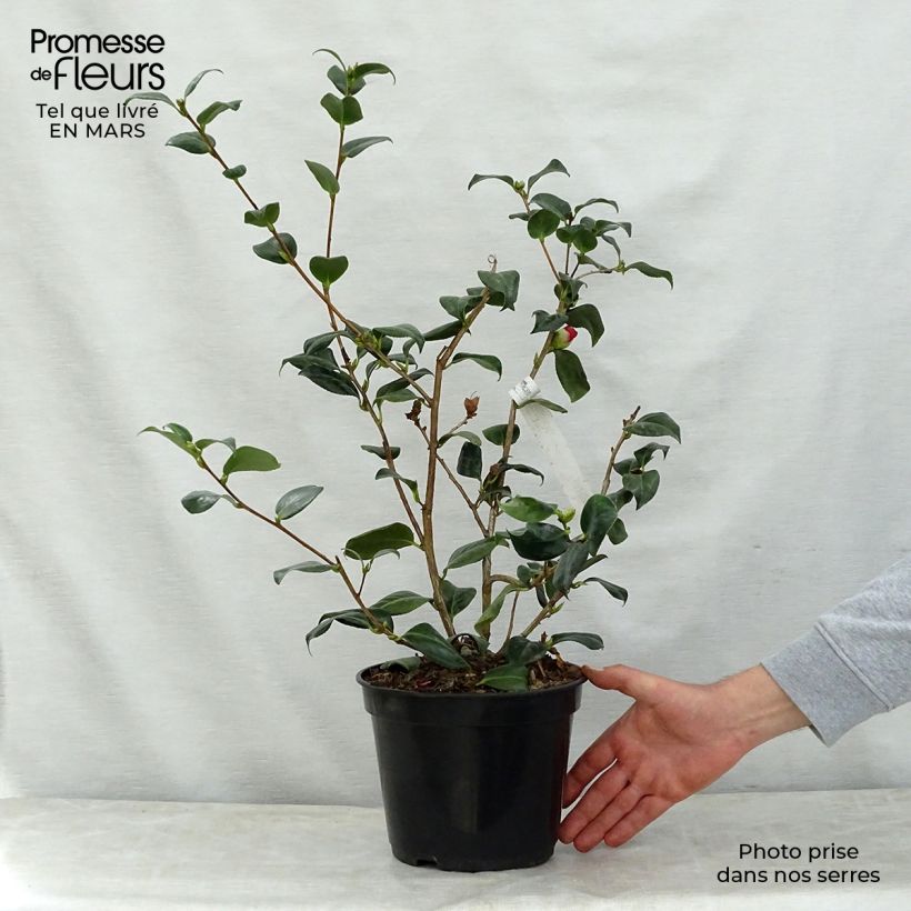 Camellia japonica Bob's Tinsie Maceta 4L/5L Ejemplar entregado en la primavera