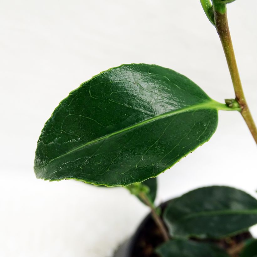 Camellia japonica Bokuhan (Follaje)