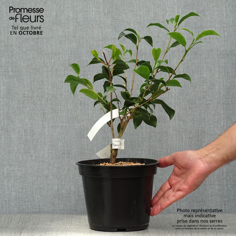 Ejemplar de Camellia japonica Bokuhan Maceta 3L/4L entregado en otoño