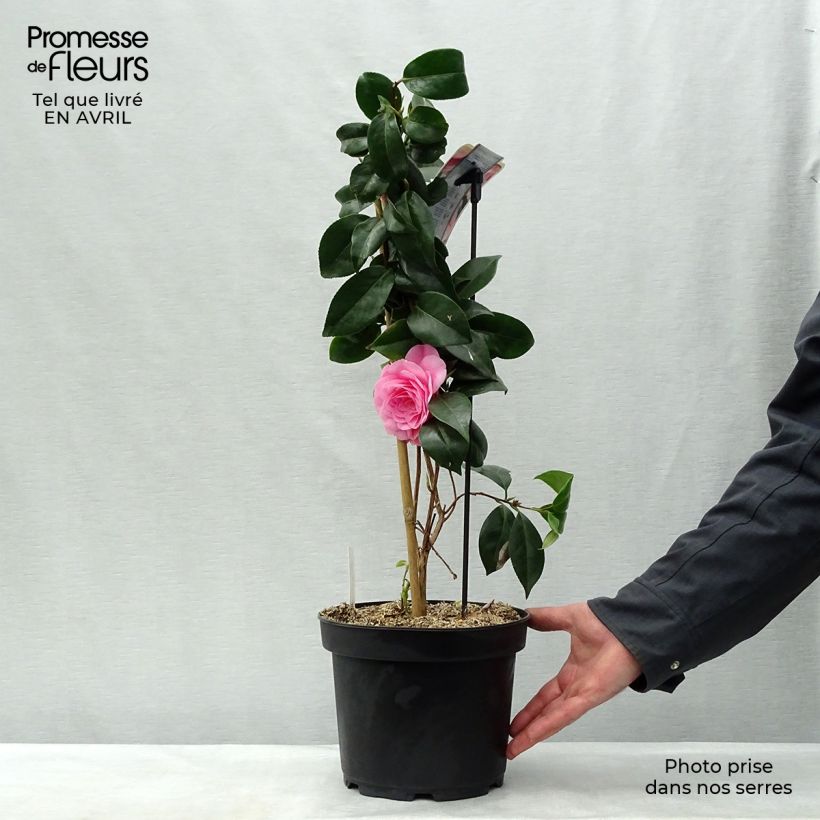 Camellia japonica Bonomiana Maceta 3L/4L Ejemplar entregado en la primavera