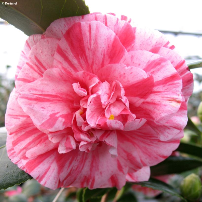 Camellia japonica Comte de Gomer (Floración)