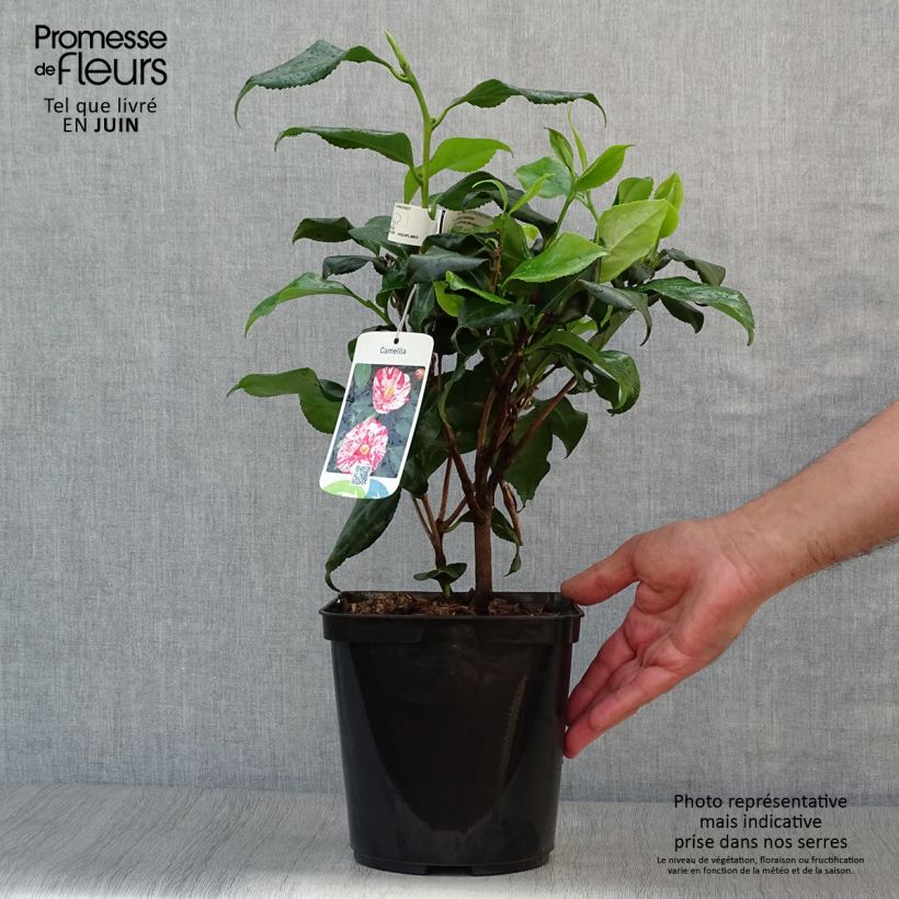Ejemplar de Camellia japonica Dainty California Maceta 2L/3L entregado en verano
