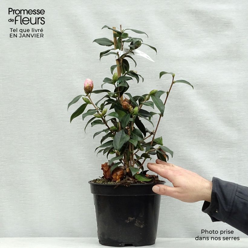 Camellia williamsii Donation Maceta 4L/5L Ejemplar entregado en invierno