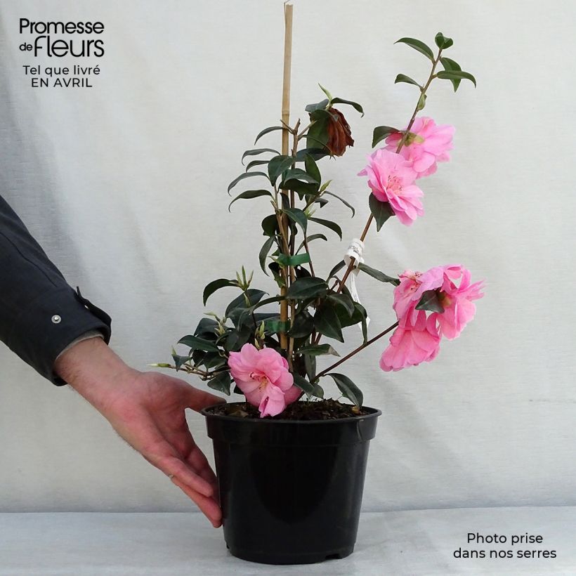 Camellia williamsii Donation Maceta 2L/3L Ejemplar entregado en la primavera