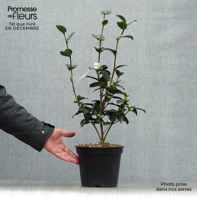 Camellia williamsii EG Waterhouse Maceta 4L/5L Ejemplar entregado en invierno