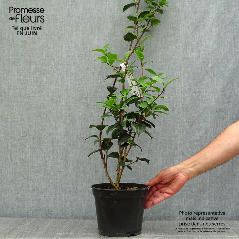 Ejemplar de Camellia williamsii EG Waterhouse Maceta 4L/5L entregado en verano