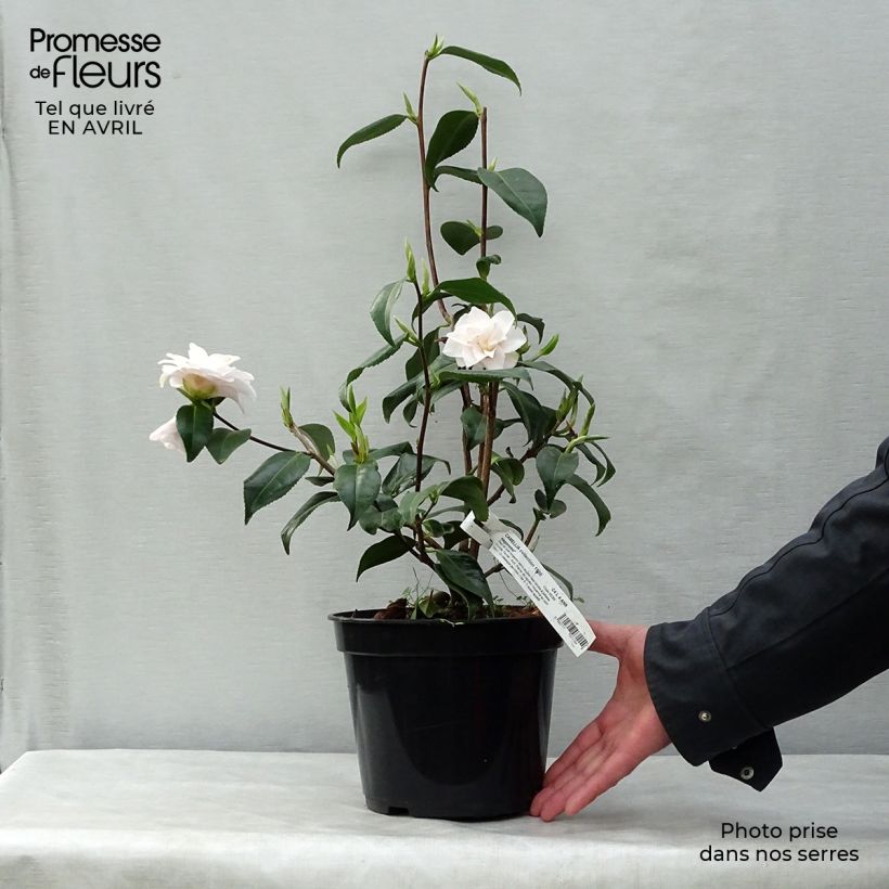 Camellia japonica Hagoromo Maceta 4L/5L Ejemplar entregado en la primavera