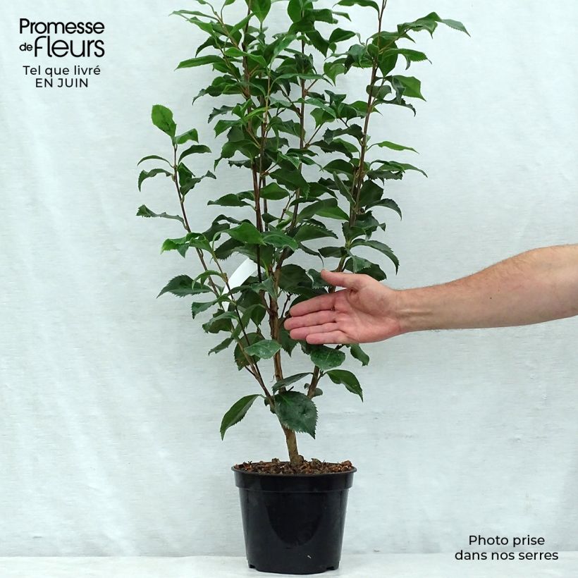 Ejemplar de Camellia japonica Holly Bright Maceta 4L/5L entregado en verano