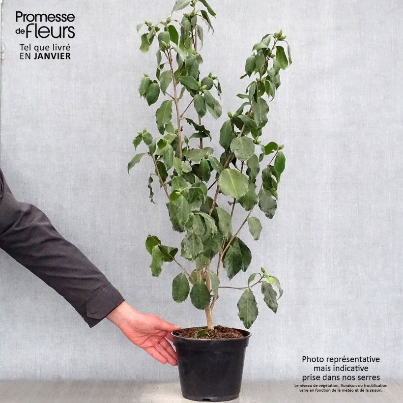 Camellia japonica Holly Bright Maceta 4L/5L Ejemplar entregado en invierno