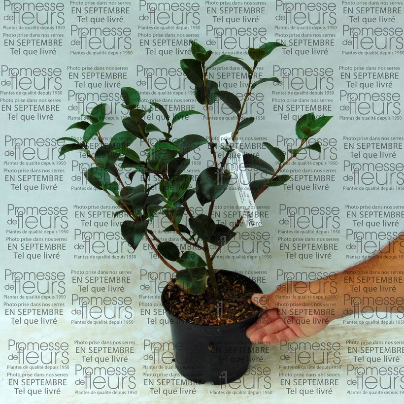 Ejemplo de ejemplar de Camellia japonica Il Gioiello Maceta 4L/5L tal y como se entrega