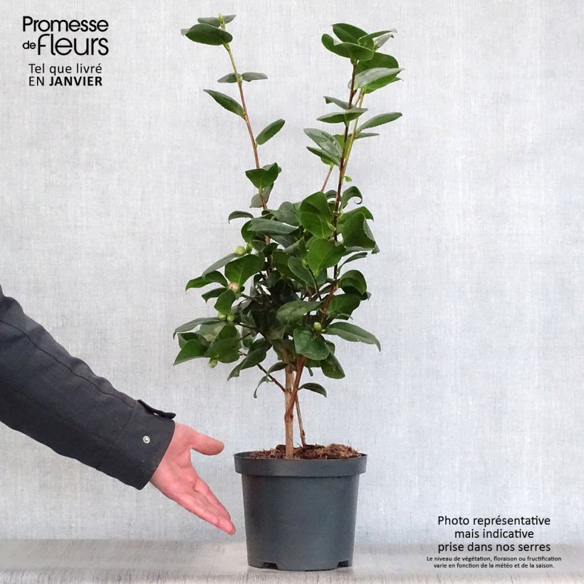 Camellia japonica Lady Campbell Maceta 3L/4L Ejemplar entregado en invierno