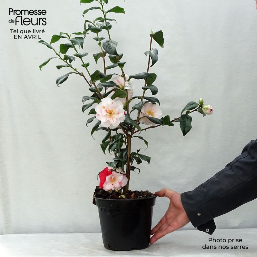 Camellia japonica Lady Vansittart Maceta 3L/4L Ejemplar entregado en la primavera