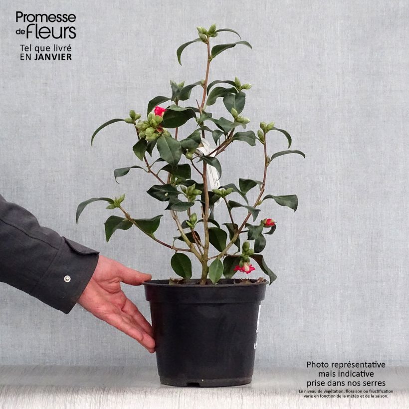 Camellia japonica Lipstick Maceta 4L/5L Ejemplar entregado en invierno