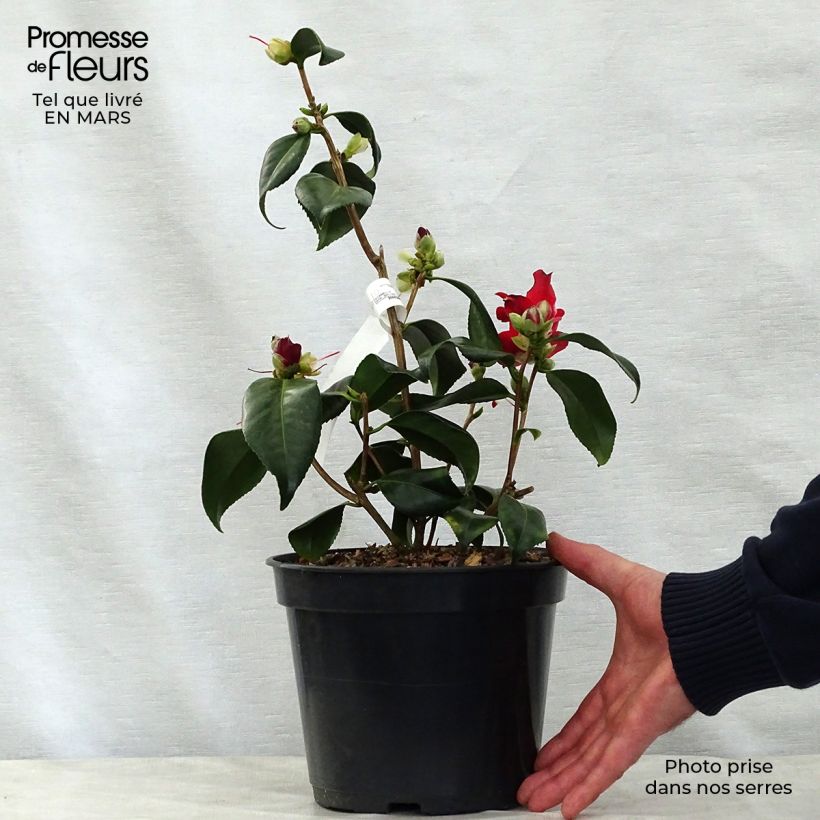 Camellia japonica Lipstick Maceta 4L/5L Ejemplar entregado en la primavera
