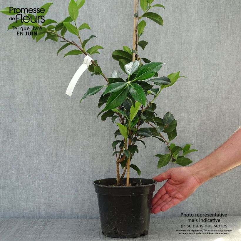 Ejemplar de Camellia williamsii Lucky Star Maceta 4L/5L entregado en verano
