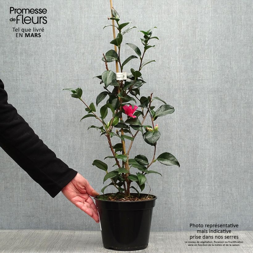 Camellia williamsii Lucky Star Maceta 4L/5L Ejemplar entregado en la primavera